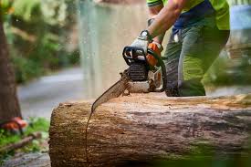 Tree Removal Croydon - Len McKeown Tree Services