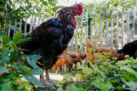 Comment faire taire un coq sans le faire passer à la casserole ». Le Coq Maurice Pourra T Il Continuer A Chanter Reponse Jeudi La Presse