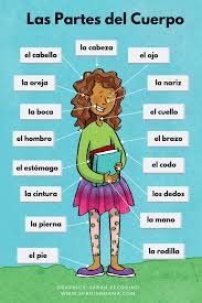 Spanish nouns have a gender, which is either feminine (like la mujer or la luna) or masculine (like el hombre or el sol). Body Parts In Spanish Games And Activities For Learning Them