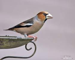 Maybe you would like to learn more about one of these? Botgros Fotografii Poze