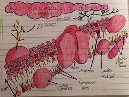 Cell Surface Membrane Diagram Biology Notes Medical Student Study Microbiology Study