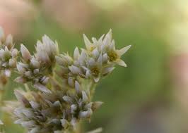 Image result for Polycarpaea corymbosa