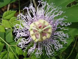 Image result for Passiflora suberosa
