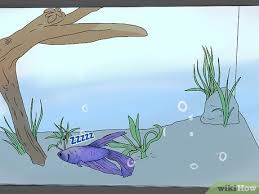 Maybe you would like to learn more about one of these? 3 Ways To Tell If Your Fish Is Dead Wikihow