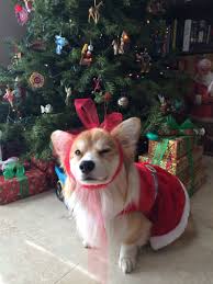 Did not find what you're looking for? Pin On Animals