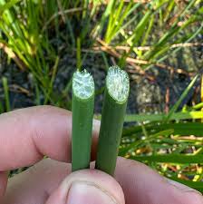 Image result for Schoenoplectus muricinux