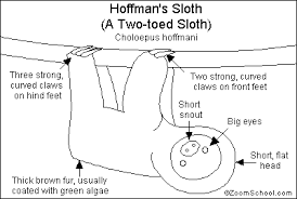 the sloth diagram and information enchanted learning