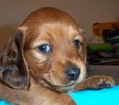 Schau dir angebote von ‪puppy puppies‬ auf ebay an. Dachshund Puppies For Sale In Ny Cam S Dachshunds