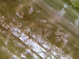 Kết quả hình ảnh cho hình ảnh nhện