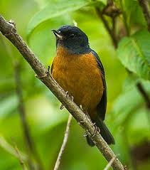 Image result for Dolichos pseudocajanus