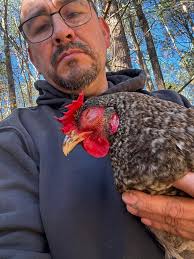 buenos dias asi estan de malas mis gallina es mi primera ves en 20 años que  se me ocurrió tener gallinas pero me da tristeza verlos asi😔