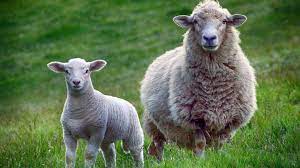 In 1996, a sheep called dolly was the first mammal ever to be cloned from a somatic cell. Why Do People Eat Lamb And Not Sheep Farming Base