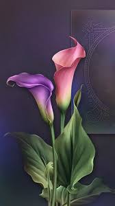 Calla Lily Beautiful Flower Drawings Lily Painting Flower Art