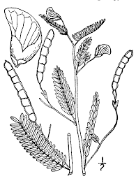 Image result for Aeschynomene bullockii