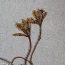 Image result for Schkuhria pinnata