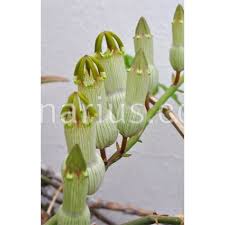Image result for Ceropegia circinata