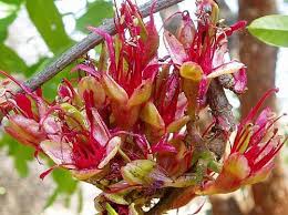 Image result for Schotia brachypetala