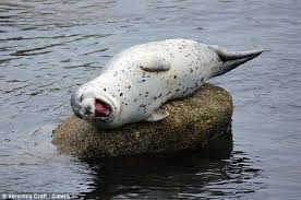 This Will Put A Smile On Your Face Seal That S Rolling With Laughter Laughing Animals Happy Animals Funny Animal Images