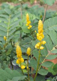 Image result for Senna alata