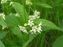 Image result for Vincetoxicum