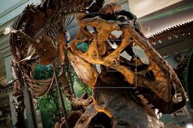We did not find results for: Washington Museum To Display Real T Rex Skeleton Science Technology English Edition Agencia Efe