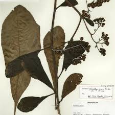 Image result for Athroisma gracile