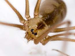 That's weird because spiders in my house always overpower and eat centipedes. 7 Pholcid Spider Facts You Need To Know Discover Wildlife