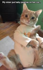 Humor Funny Funny Animals Cute Cats Crazy Cats