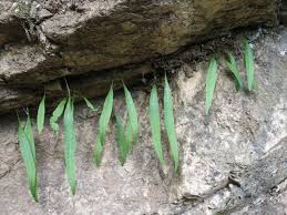 Image result for Lepisorus