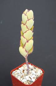 Image result for Kalanchoe fedtschenkoi