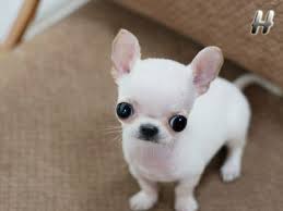 Apple head chihuahua for sale. Apple Head Chihuahua Breeders