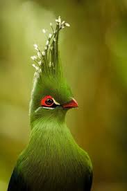 Birds That Start With B Pin By B One On Birds Pretty Birds Pet Birds Beautiful Birds