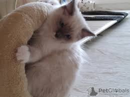 Ragdoll kittens has outstanding ragdoll cats and ragdoll kittens for sale. Ragdoll For Sale In The City Of San Huan Puerto Rico Price Is Free Announcement 8016