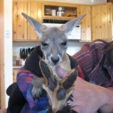 Maybe you would like to learn more about one of these? Top Petting Zoos For Hire In Chicago Il Gigsalad