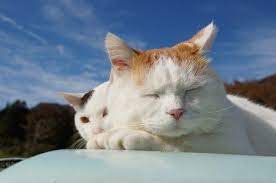 かご猫 ｂｌｏｇ かご猫 犬と猫 猫