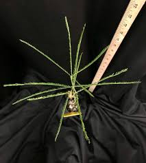 Image result for Secamone retusa