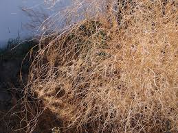 Fill the trench in making sure the crowns are covered by 2″ of soil. New Utah Gardener When Should I Cut Down Asparagus Plants In Utah