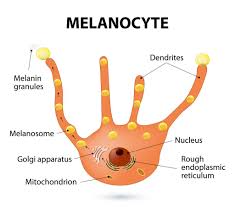 What Is Melanin How Does Melanin Affect Skin Color