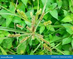Image result for Cyperus deciduus