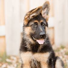 I have a white shepherd female dog stud to brown german shepherd male. German Shepherd Puppy Biting Take Charge Like This