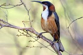 Image result for Eulalia polyneura