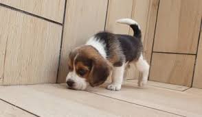 How much does a beagle dog cost. Price And Monthly Expenses Of A Beagle Puppy Beagle Care