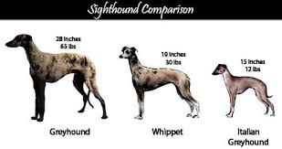 The italian greyhound is one of the easiest dogs to groom. Italian Greyhound Greyhound Whippet