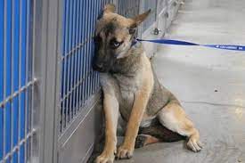 Urgent Animals At The Wise County Texas Animal Shelter S Photo Rescued Thank You For Sharing Marty Texas Animals Animal Shelter Animals