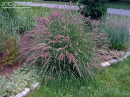 Maybe you would like to learn more about one of these? Plantfiles Pictures Oriental Fountain Grass Karley Rose Pennisetum Orientale By Massnorth Backyard Plants Fountain Grass Conifers Garden