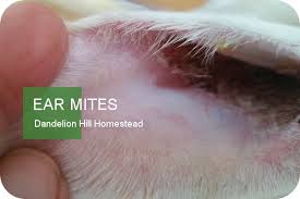 Image result for scabies rabbits ears