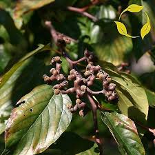 Image result for Hovenia dulcis