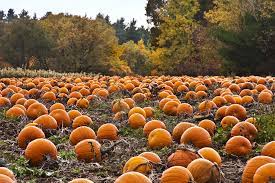 Check spelling or type a new query. The Best Pumpkin Patches To Visit In The Lower Mainland Vancouver Is Awesome