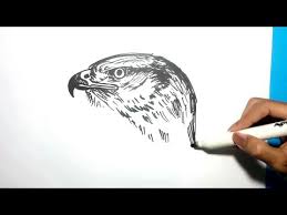 Unduh gambar gratis tentang burung hantu hoot kepala dari. Cara Menggambar Sketsa Kepala Burung Elang Youtube