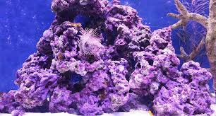 aquarium live rock the ultimate guide arc reef